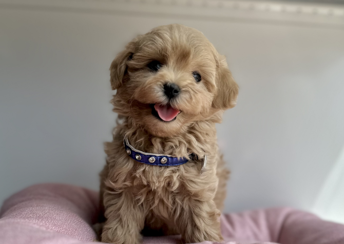 Maltipoo safkan son jenerasyon yavrularımız